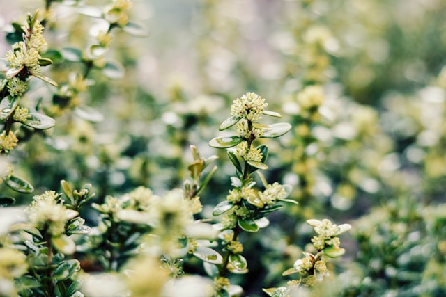 Buxusmot biologisch bestrijden