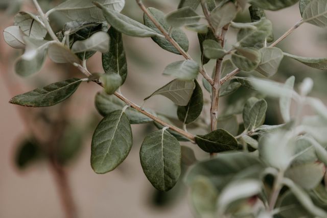 olijfwilg planten