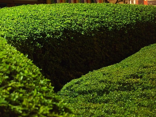 Ilex crenata Green Hedge haag