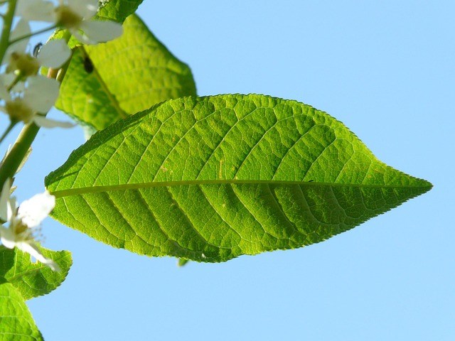 Prunus lusitanica Angustifolia