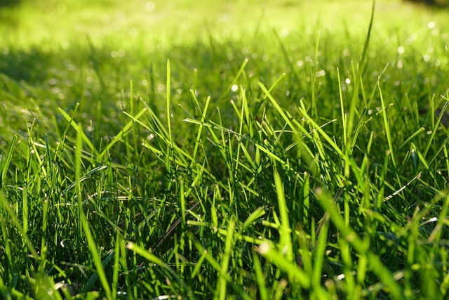 De perfecte zomertuin
